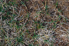 How to Fix a Lawn