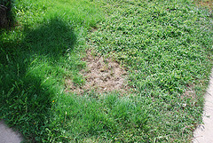 How to Fix and Maintain Your Yard