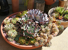 gardenpots Summer Blooms.