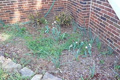Four Tips for Typical Lawn Problems