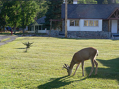 Got deer?