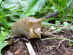 Got pesky garden slugs?