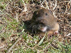 gpher Gopher pokes head out.