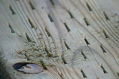 Needs staining.